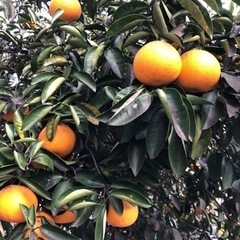 柑橘類(パール柑？)