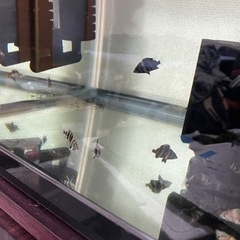 ダトニオプラスワン　13匹