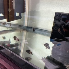 ダトニオプラスワン　13匹