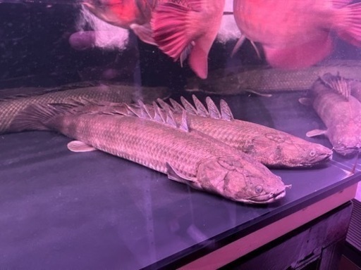 熱帯魚　ポリプテルス