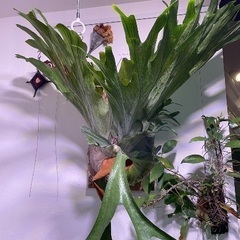 ビカクシダ　グランデ　大株　胞子葉展開