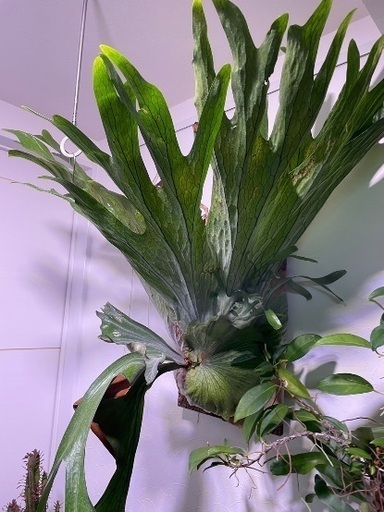 ビカクシダ グランデ 大株 胞子葉展開 - ガーデニング 