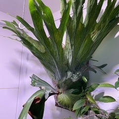 ビカクシダ　グランデ　大株　胞子葉展開