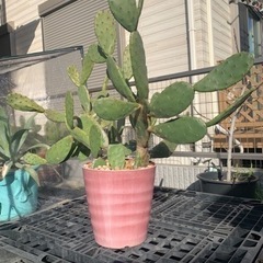 2月限定値下げします！ウチワサボテン