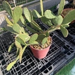 2月限定値下げします！ウチワサボテン