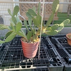 2月限定値下げします！ウチワサボテン