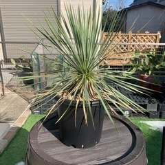 2月限定値下げします！ユッカロストラータ