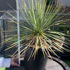 2月限定値下げします！ユッカロストラータ