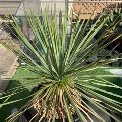 美株 ユッカ ロストラータ　引き取り限定 美株 ユッカ ロストラータ 引き取り限定