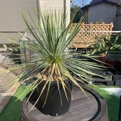 ユッカラン　竜舌蘭科ユッカ 最終値下げ ユッカラン 竜舌蘭科ユッカ 最終値下げ 楽天市場】リュウゼツラン