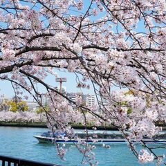 圧倒的人気桜まつり！4/7(日)関西１巨大お花見100名大阪お花...