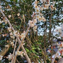 ①生け花、花材、枝物