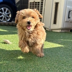 【飼い主様決まりました】マルプーの男の子🧸