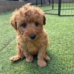 【飼い主様決まりました】トイプードルの男の子🥮