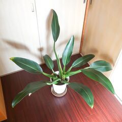 観葉植物　フィロデンドロン　キャニフォリウム（ホテイカズラ）レアな植物