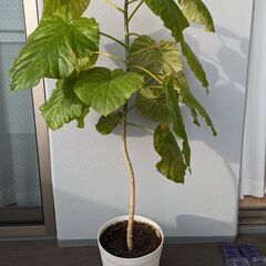 【ネット決済】【観葉植物】ウンベラータ110cm