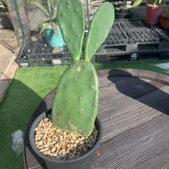 ウチワサボテン その他の中古が安い！激安で譲ります・無料であげます  