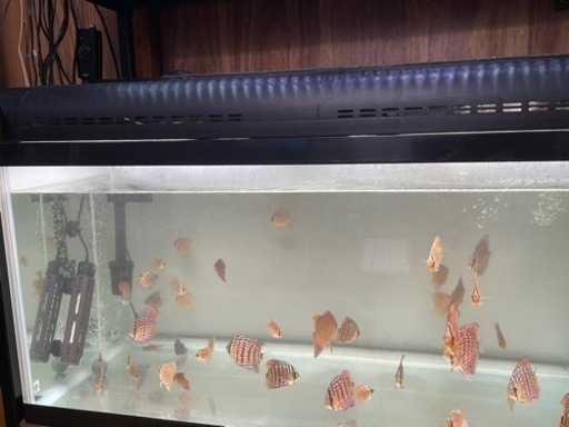 熱帯魚