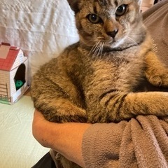 トラ柄の保護猫ちゃん9ヶ月、里親募集！ - 倉敷市