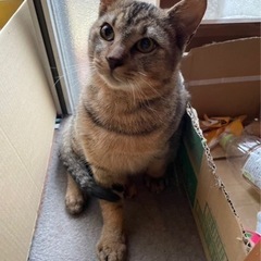 トラ柄の保護猫ちゃん9ヶ月、里親募集！の画像