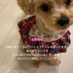 【迷い犬】マルプー小型犬富士市田子浦地区から