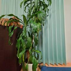 幸福の木（ドラセナ）　１８０ｃｍ　観葉植物