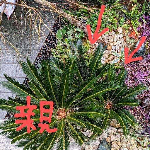 蘇鉄（ソテツ）中型子株つき（胴体直径約20㎝）