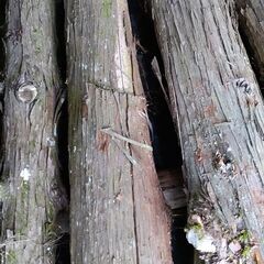 杉の丸太　薪　木材