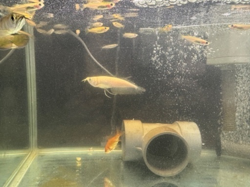プラチナアルビノアロワナ