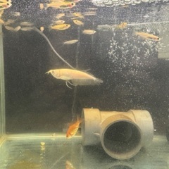 プラチナアルビノアロワナ