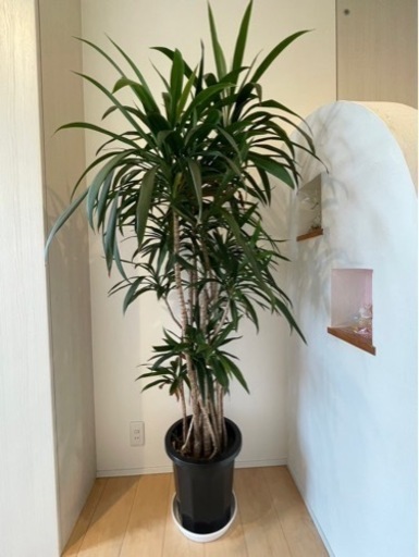 観葉植物　青ドラセナ　コルディリネ　ストリクタ