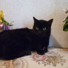 甘えん坊で大人しくて可愛い最高の黒猫！