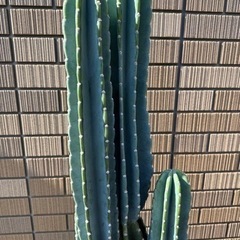 柱サボテン 4本立