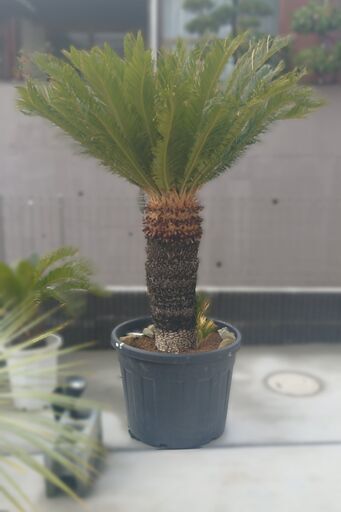ソテツをお譲りします。