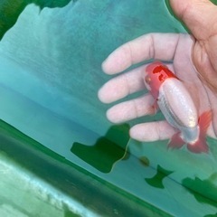 金魚　らんちゅう