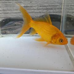 特大 イエローコメット 三歳 (国産金魚 まるで錦鯉 美個体)