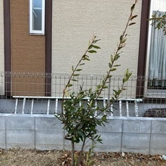 植栽D 月桂樹