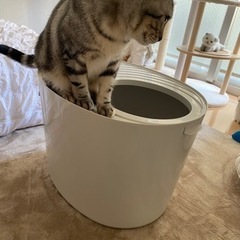 【新品】アイリスオーヤマ　猫　トイレ　アイボリー　レギュラーサイズ