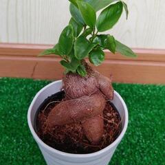 観葉植物　ガジュマル