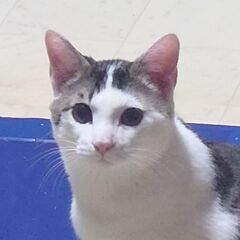 放置された子猫【キジ白男の子・テンくん】保護猫