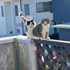 5ヶ月の三毛猫とキジトラの女の子の里親を募集いたします。