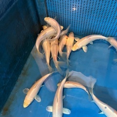 錦鯉　白無地　水槽飼育　１匹　