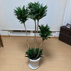 観葉植物🪴