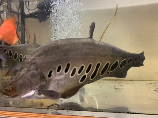 スポテッドナイフ(熱帯魚)