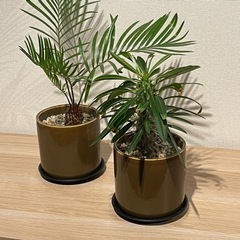 観葉植物　パキポディウム　ラメレイ