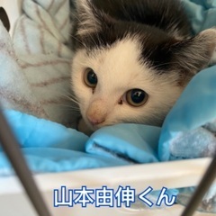 白黒猫の山本由伸くん - 春日井市
