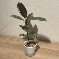 観葉植物　フィカス　ベリーズ