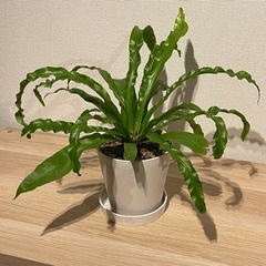 観葉植物　アスプレニウム