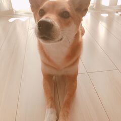 穏やかな柴犬ミックスが新しい家庭を探しています。