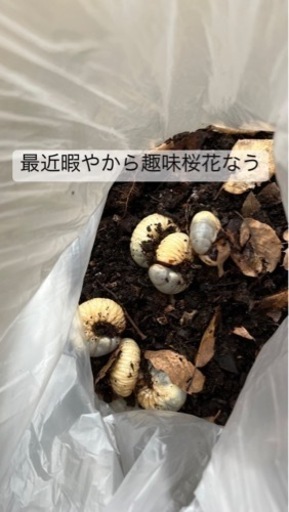 カブトムシ幼虫　カブトムシ
